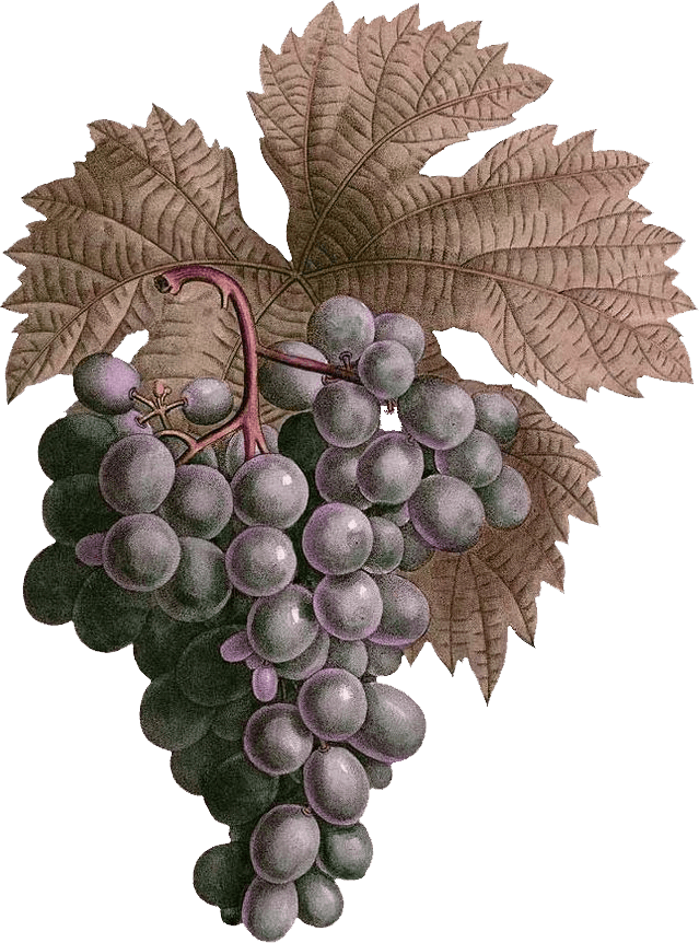 Grapes - Seedless Fruit Clipart (639x862), Png Download