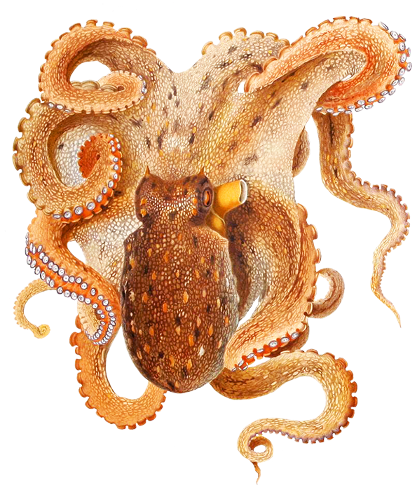 Octopus Png Image - Octopus Clipart (628x709), Png Download