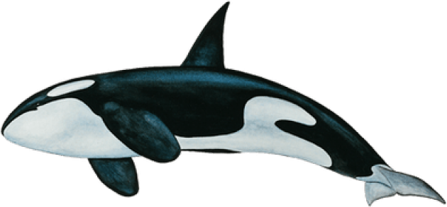 Killer Whale Png Clipart (640x480), Png Download