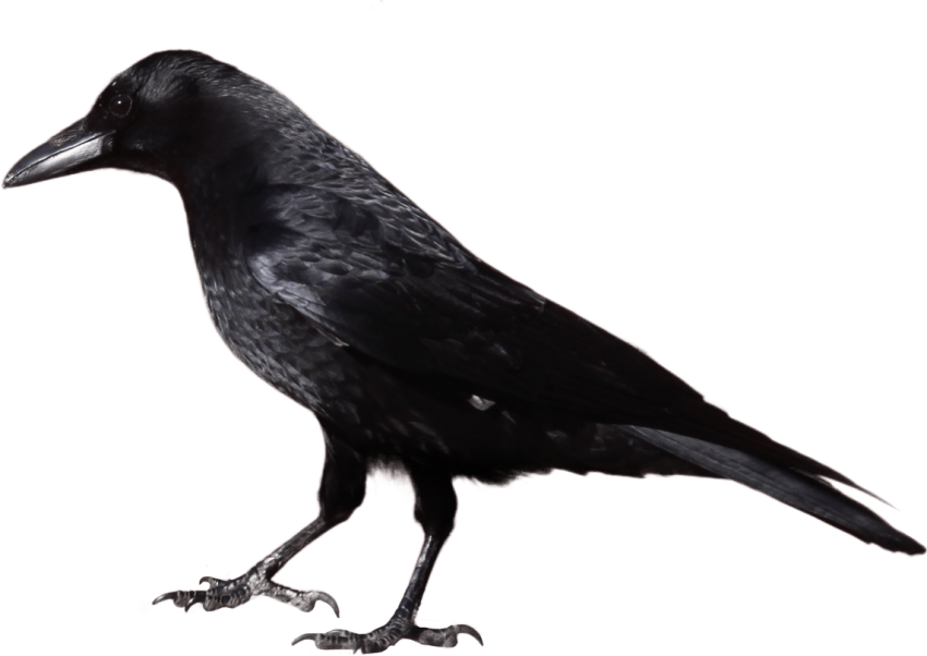 Free Png Download Crow Png Images Background Png Images - Black And White Image Of Crow Clipart (850x602), Png Download