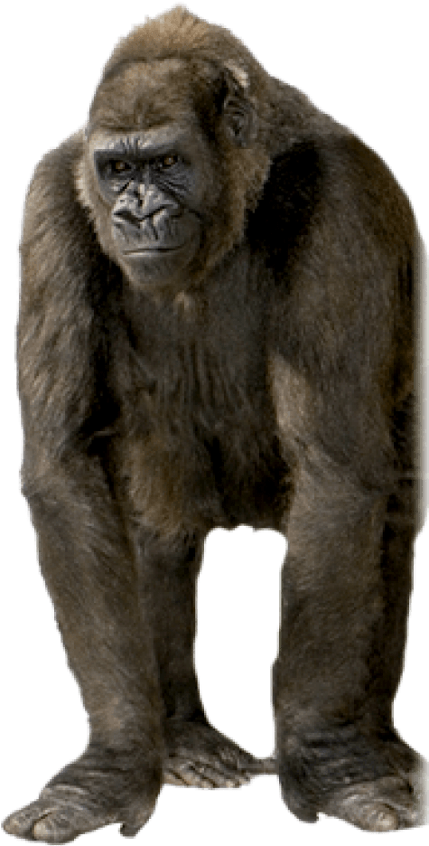Free Png Gorilla Png Images Transparent - Png Gorilla Clipart (481x1143), Png Download