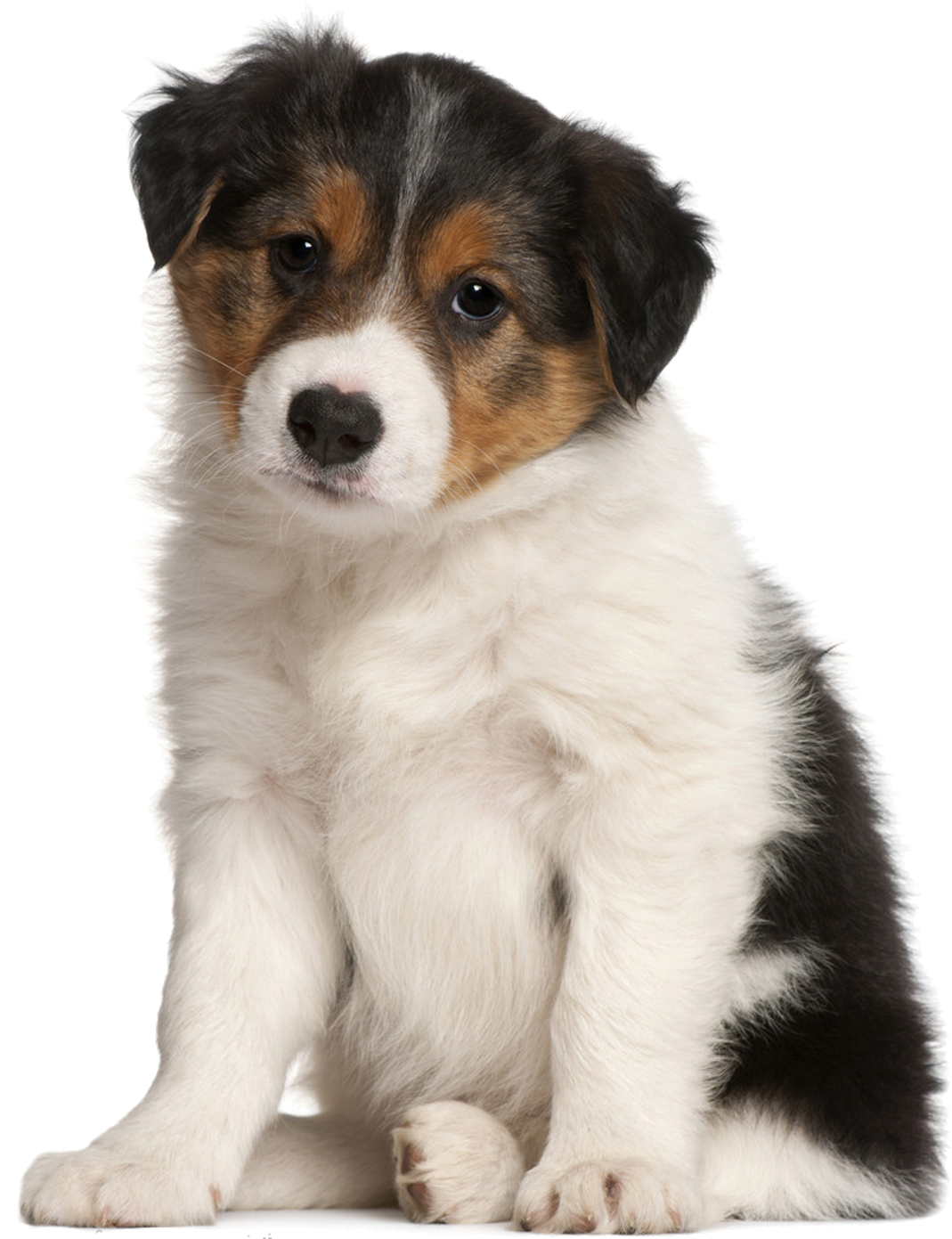 1892 X 1416 9 - Sad Puppy Png Clipart (1892x1416), Png Download