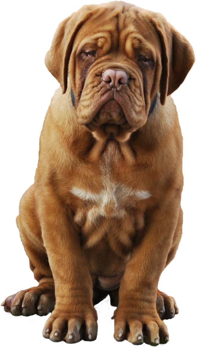 Dogue Del Monticano De Bordeaux Breeding Kennel - Dogue De Bordeaux Transparent Clipart (1850x1427), Png Download