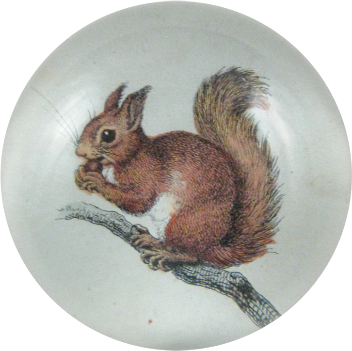 Eurasian Red Squirrel Clipart (800x800), Png Download