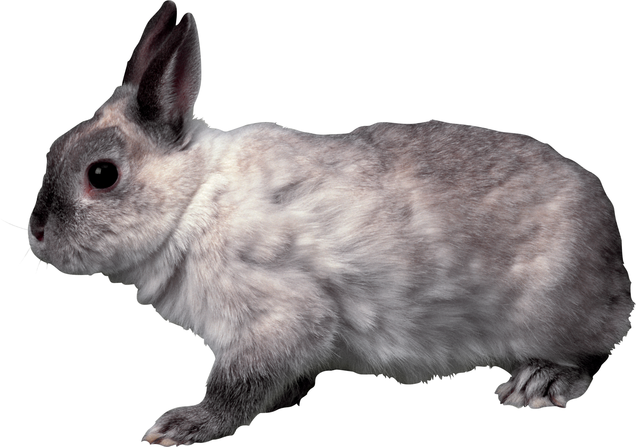 Rabbit Png Rabbit Png, School Projects, Bunnies, Clip - Rabbit Transparent (2174x1527), Png Download