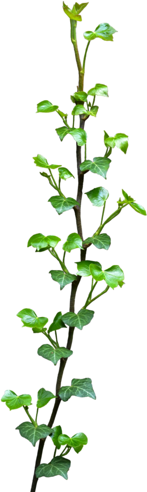 Go To Image - Plant Vine Clipart (730x1095), Png Download