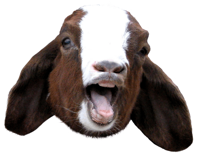 Goat Scream - - Goat Sound Clipart (700x550), Png Download