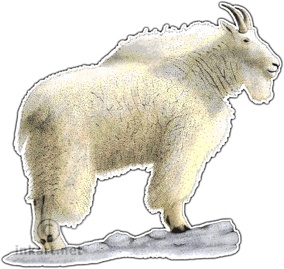 Rocky Mountain Goat Decal - Mountain Goat Clipart (570x540), Png Download