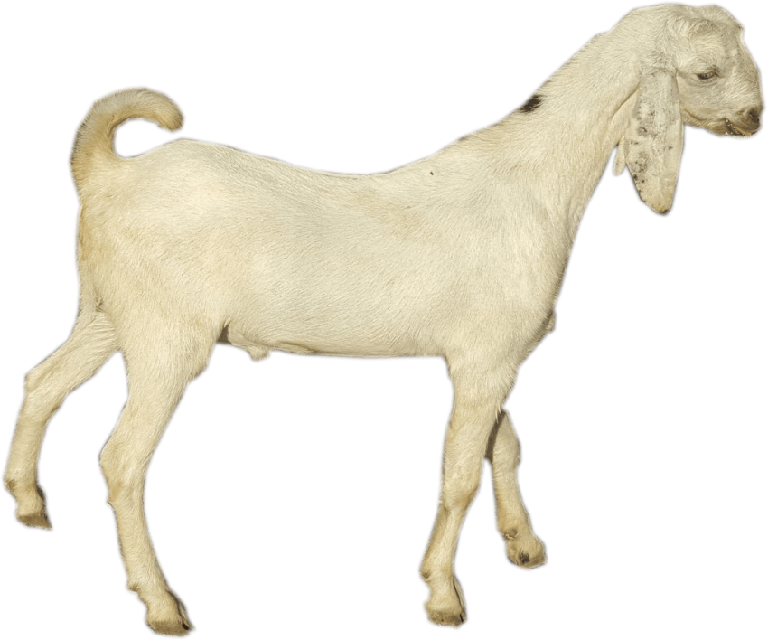 Free Png Download Goat Png Images Background Png Images - Goat Clipart (850x708), Png Download