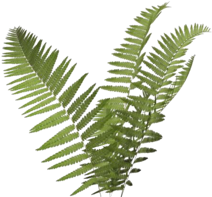 Transparent Tropical Plant Clip Art - Png Download (750x714), Png Download