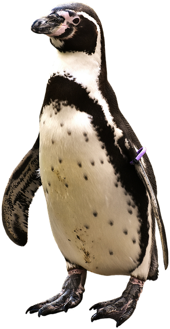 Penguin Png - Pingvin Png Clipart (439x720), Png Download