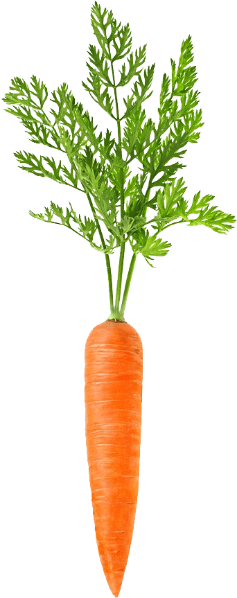 #codevember 03 - Carrot - Carrotsplosion - Carrot Png Clipart (376x899), Png Download
