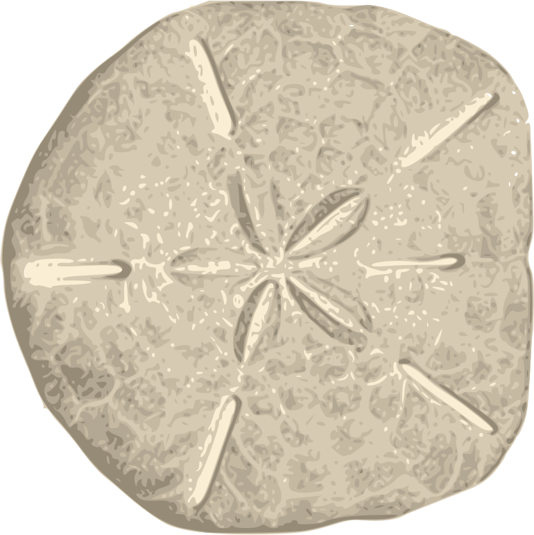 Sand Dollar Png - Sand Dollar Clipart (770x771), Png Download
