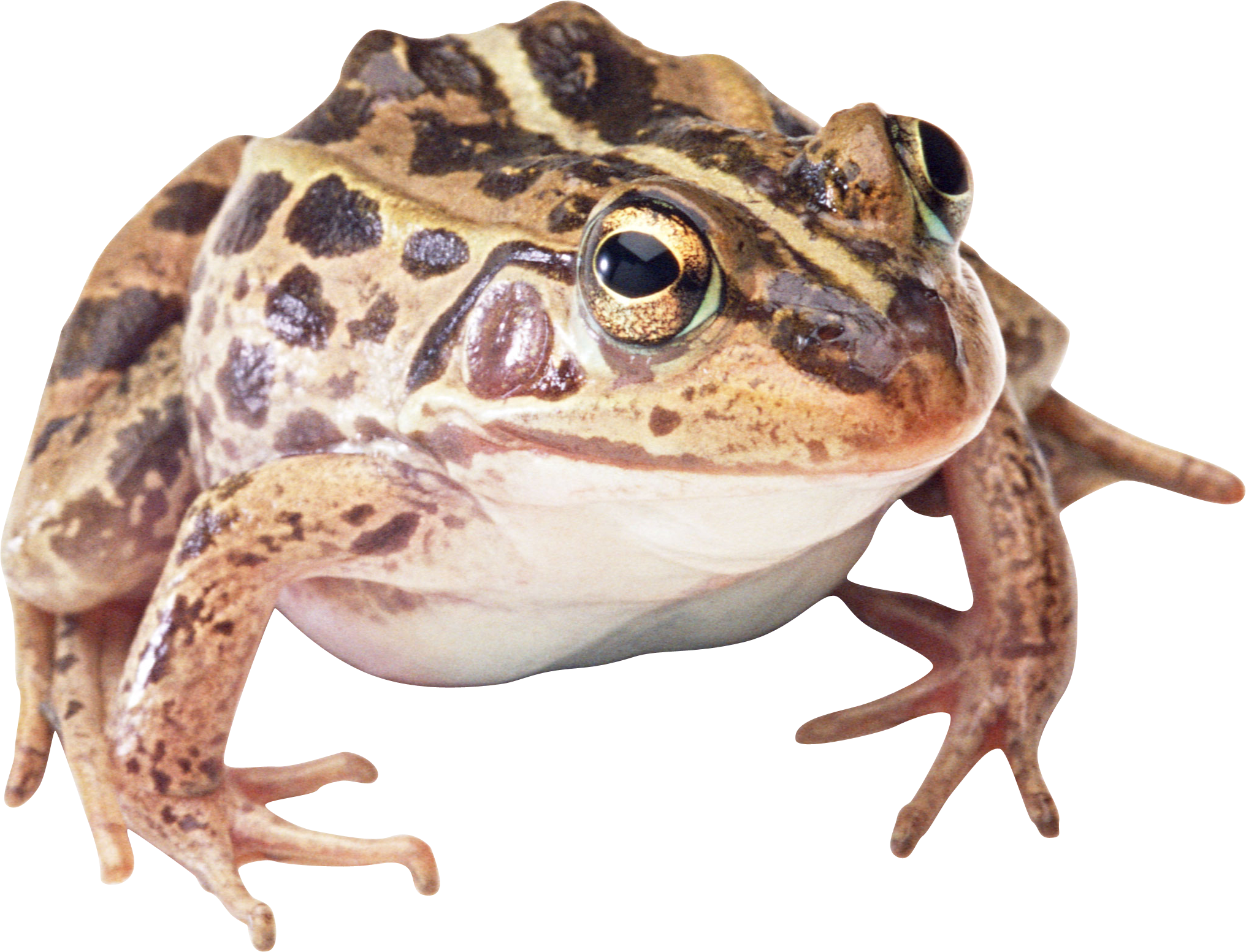 2032 X 1553 6 Clipart (2032x1553), Png Download