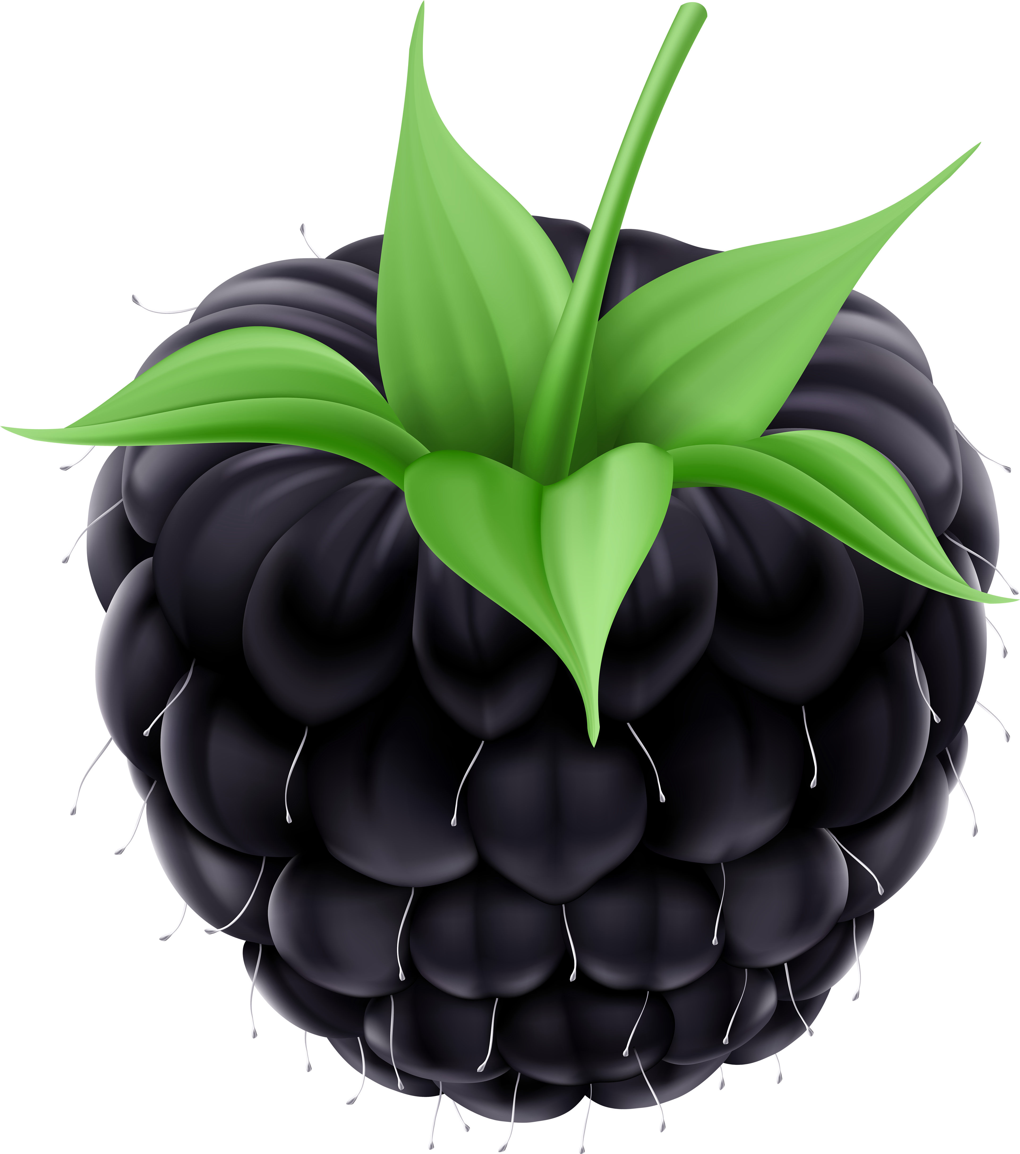 Blackberry Png Clip Art Image - Amora Vetor Png Transparent Png (4416x5000), Png Download