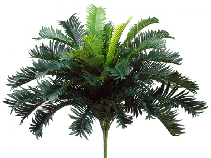 25" Cycas Palm Bush X35 - Attalea Speciosa Clipart (800x800), Png Download