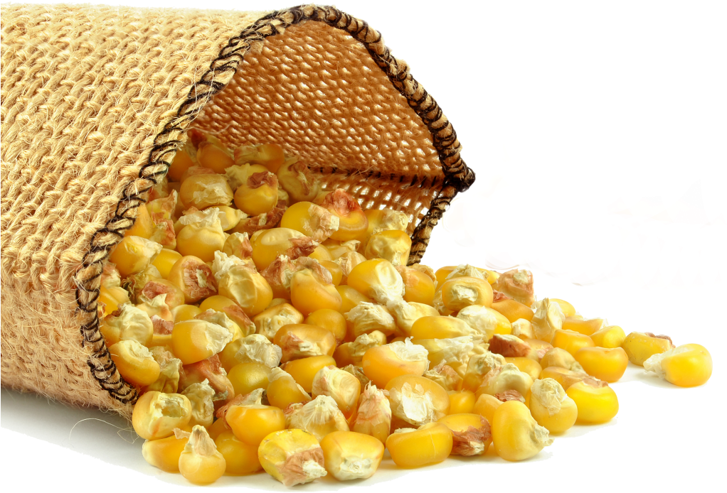 Corn Png - Maize Oil Clipart (1024x745), Png Download