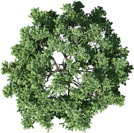 Shrub Png For Free Download On - Tree Floor Plan Png Clipart (800x600), Png Download