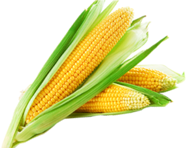 Corn Png Transparent Images - Sweet Corn Clipart (640x480), Png Download