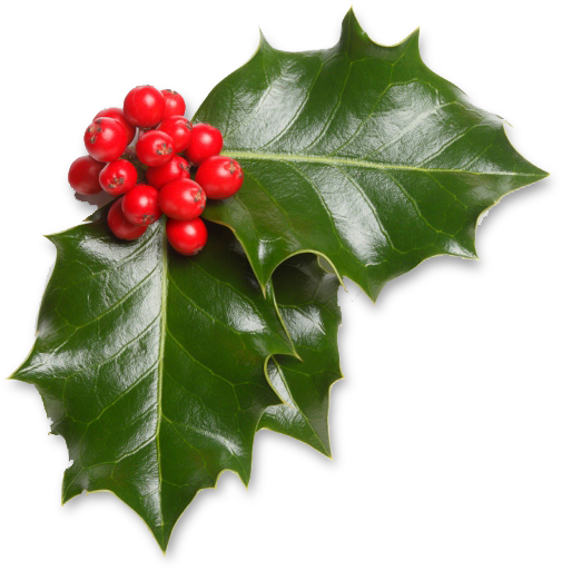 Print Hello Kitty Coloring Pages For Free And Color - Real Christmas Leaf Png Clipart (590x539), Png Download