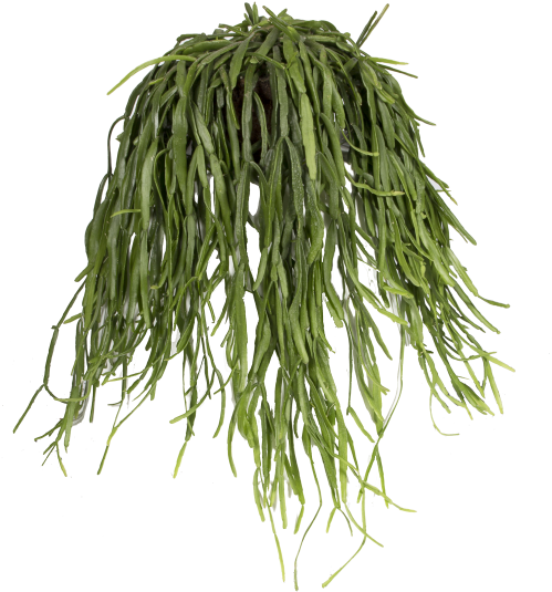 Mistletoe Cactus - Vegetable Clipart (750x750), Png Download