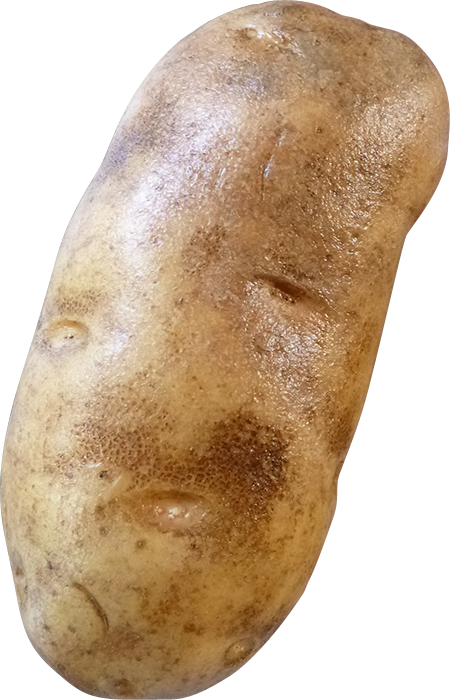 Potato Png Transparent Images - 1 Potato Png Clipart (450x700), Png Download
