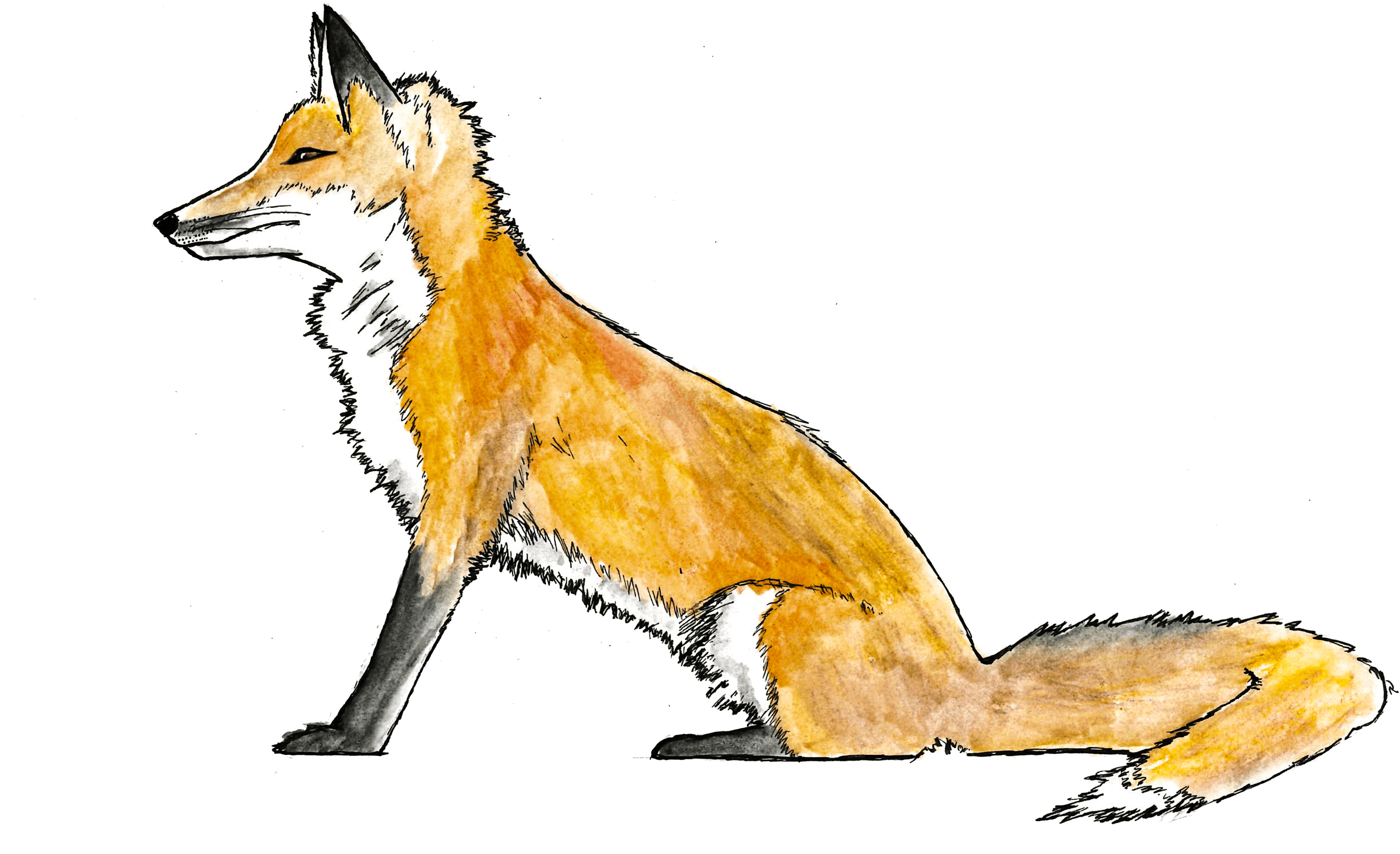 Call To Action - Red Fox Clipart (2673x1613), Png Download