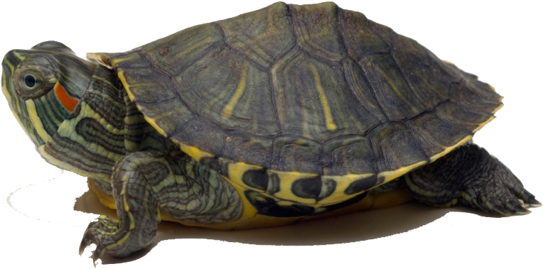 Healthy Baby Red Eared Slider Clipart (847x567), Png Download