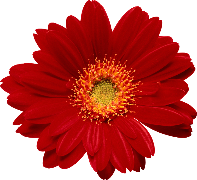 640 X 586 20 - Flores Reales Png Clipart (640x586), Png Download