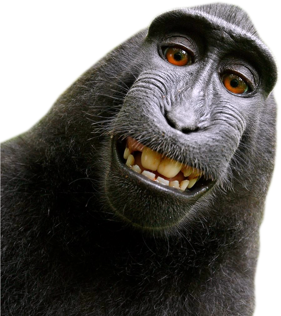Monkey Png Clipart (1085x1132), Png Download