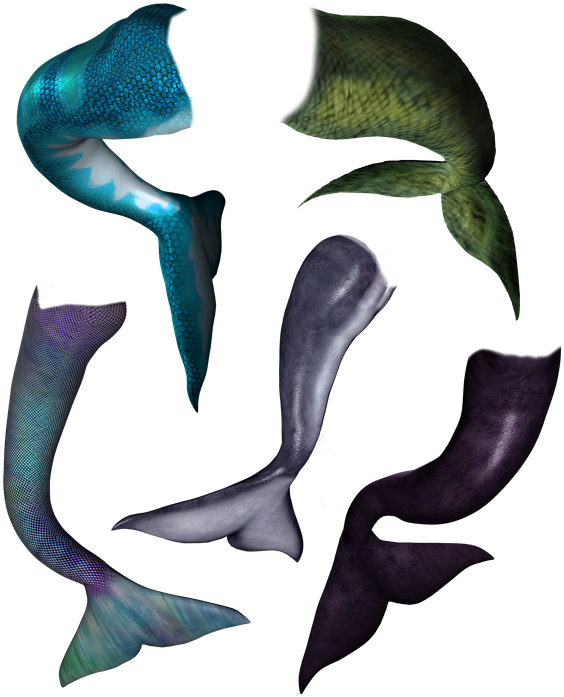 Dolphin Tail Png - Whale Clipart (601x720), Png Download