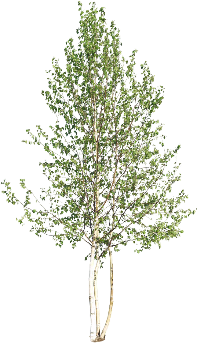 Pin By Chenjing On Site Plans - Silver Birch Tree Png Clipart (650x1129), Png Download
