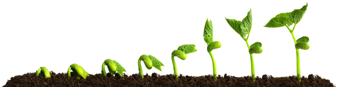 Growing Plant Transparent Png - Growing Plant Clipart (1200x525), Png Download