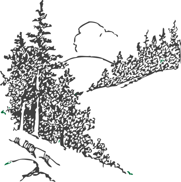 Drawn Forest Sketch Png - Black And White Pine Trees Clipart Transparent Png (714x720), Png Download