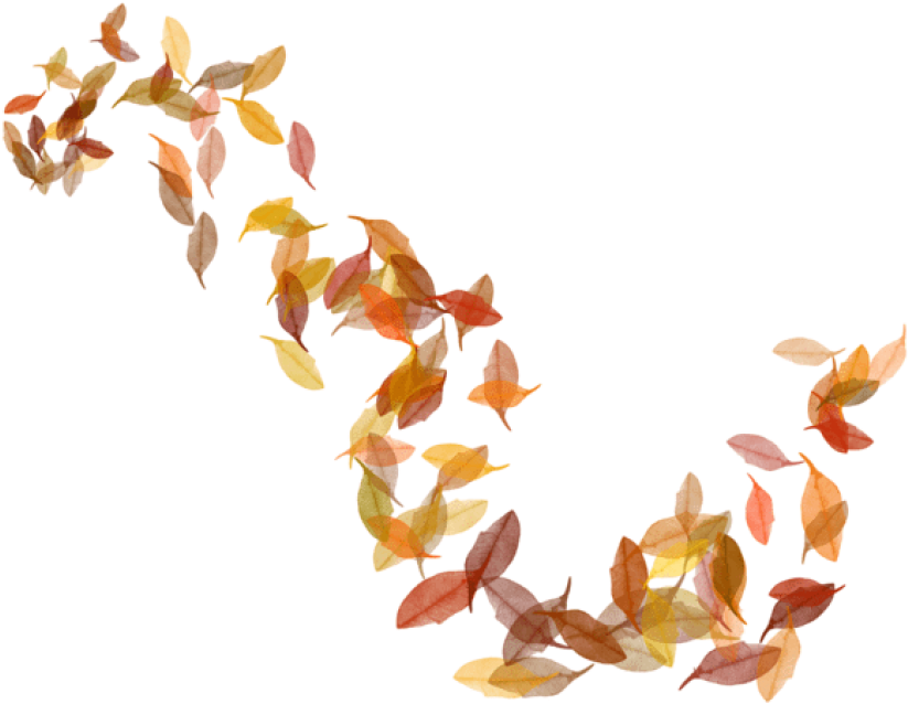 Free Png Download Transparent Fall Leaves Clipart Png - Autumn Leaves Transparent Png (850x659), Png Download