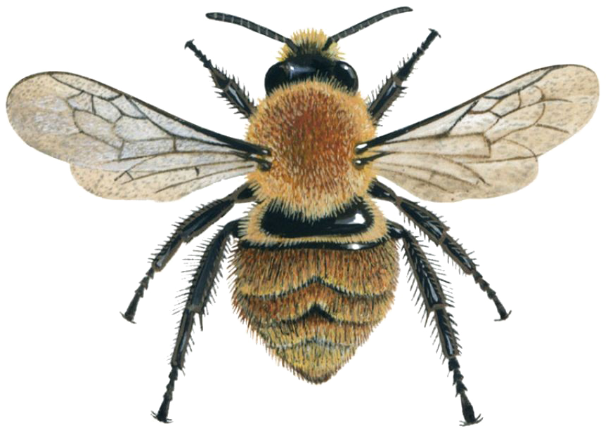 Bee Png Image File - Honey Bee From Above Clipart (1280x720), Png Download