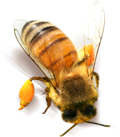 Bee Png Clipart - Honey Bee Png Transparent Png (800x781), Png Download
