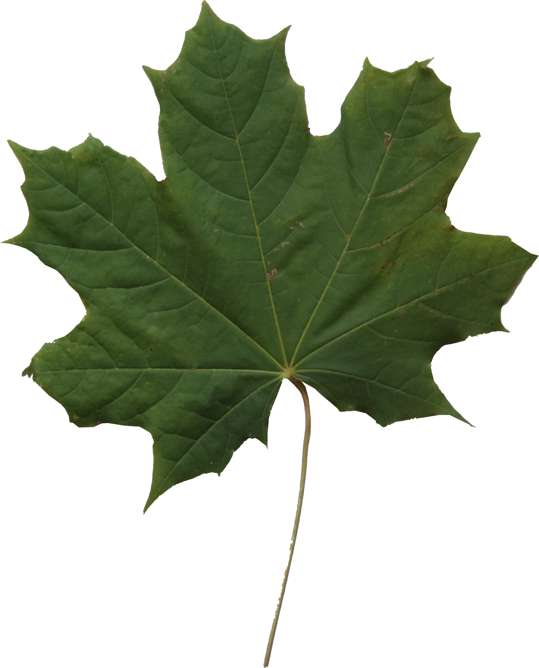 Leaf Texture Png - Leaf Clipart (2304x3456), Png Download