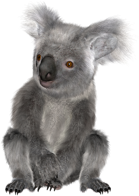Download Png Image Report - Koala Clipart (720x720), Png Download