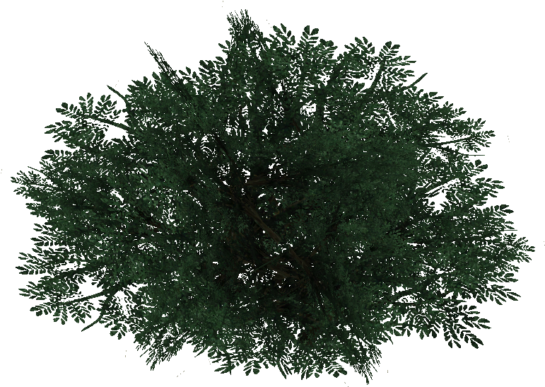 Pine Bush , Png Download - Mexican Pinyon Clipart (771x547), Png Download