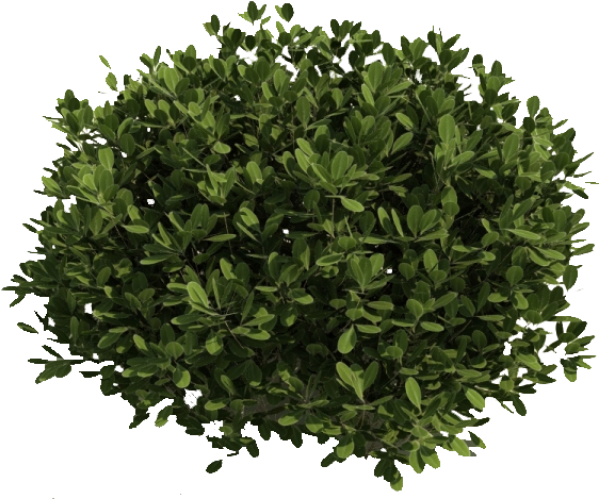 Bush Png Free Image Download - Bush Clipart Transparent Background (600x517), Png Download