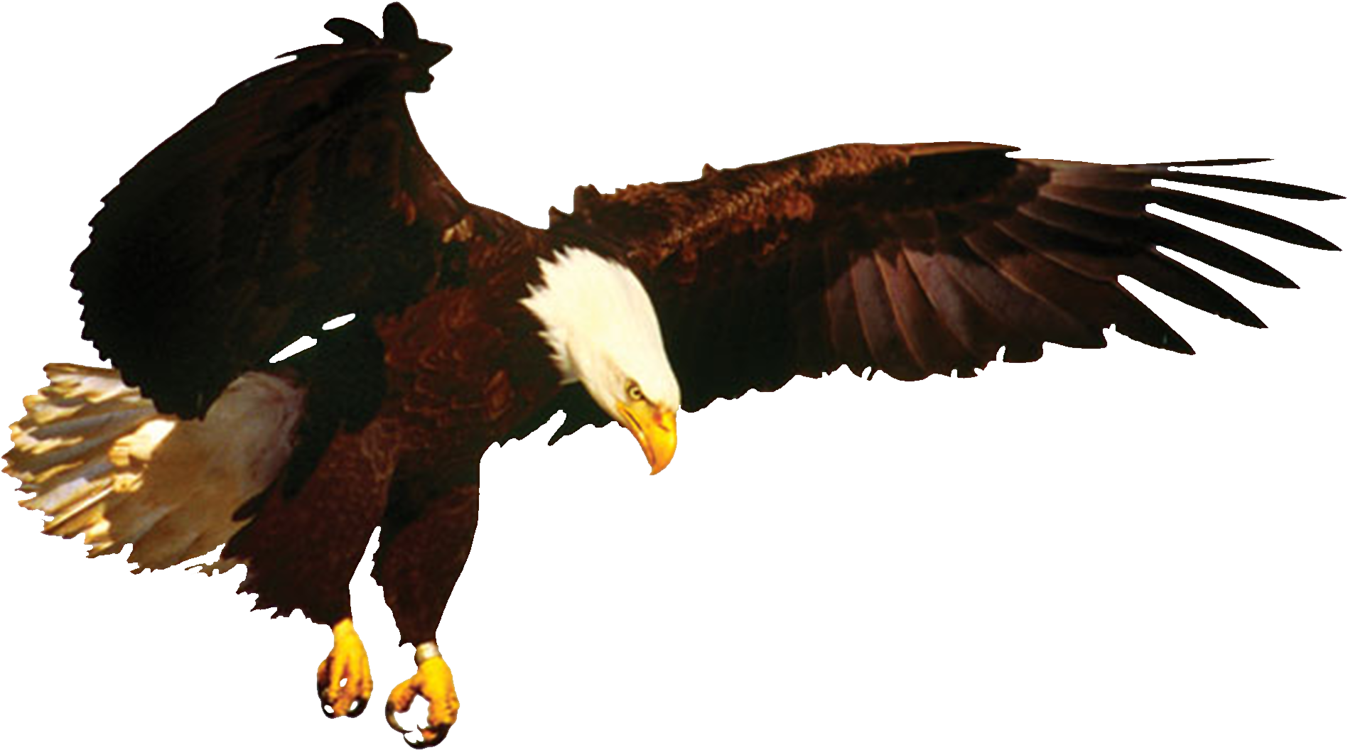 News Eagle & New Merchandise Coming Soon Eagle , Png Clipart (1897x1056), Png Download