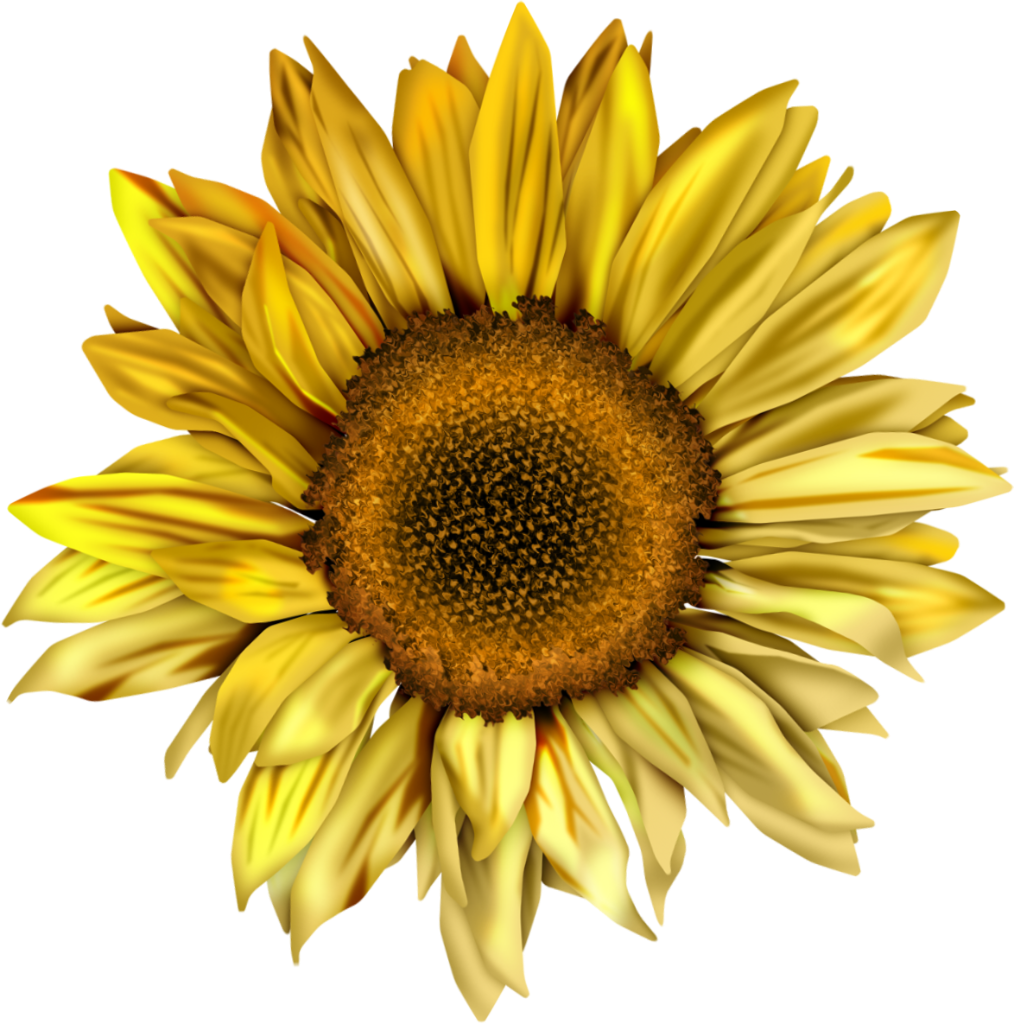 1014 X 1024 1 - Sunflower Png Clipart (1014x1024), Png Download