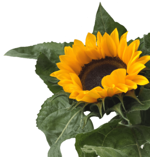 Free Png Download Sunflower Png Tumblr Png Images Background - Sunflower Png Clipart (480x641), Png Download