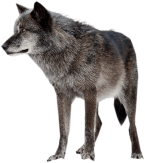 Free Png Download Dark Wolf Png Images Background Png - Rena Indian Warrior Princess Clipart (850x659), Png Download