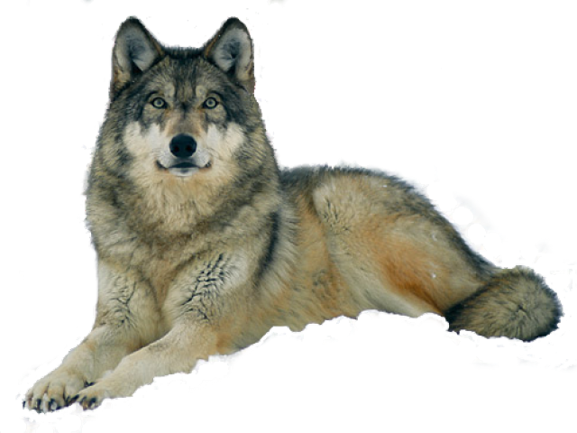 Captive Grey Wolf, Canis Lupus Clipart (640x480), Png Download
