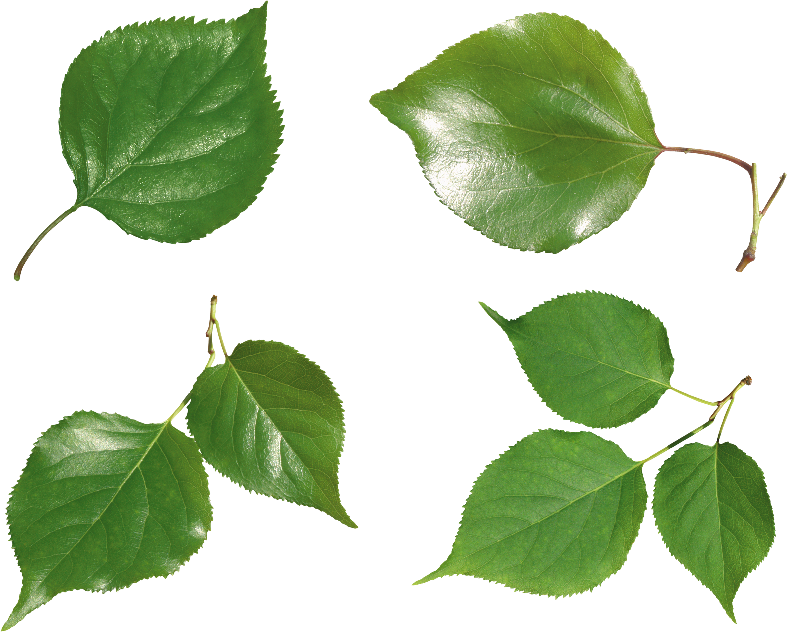 Green Leaf Png - Листья Зеленые В Пнг Clipart (2800x2386), Png Download