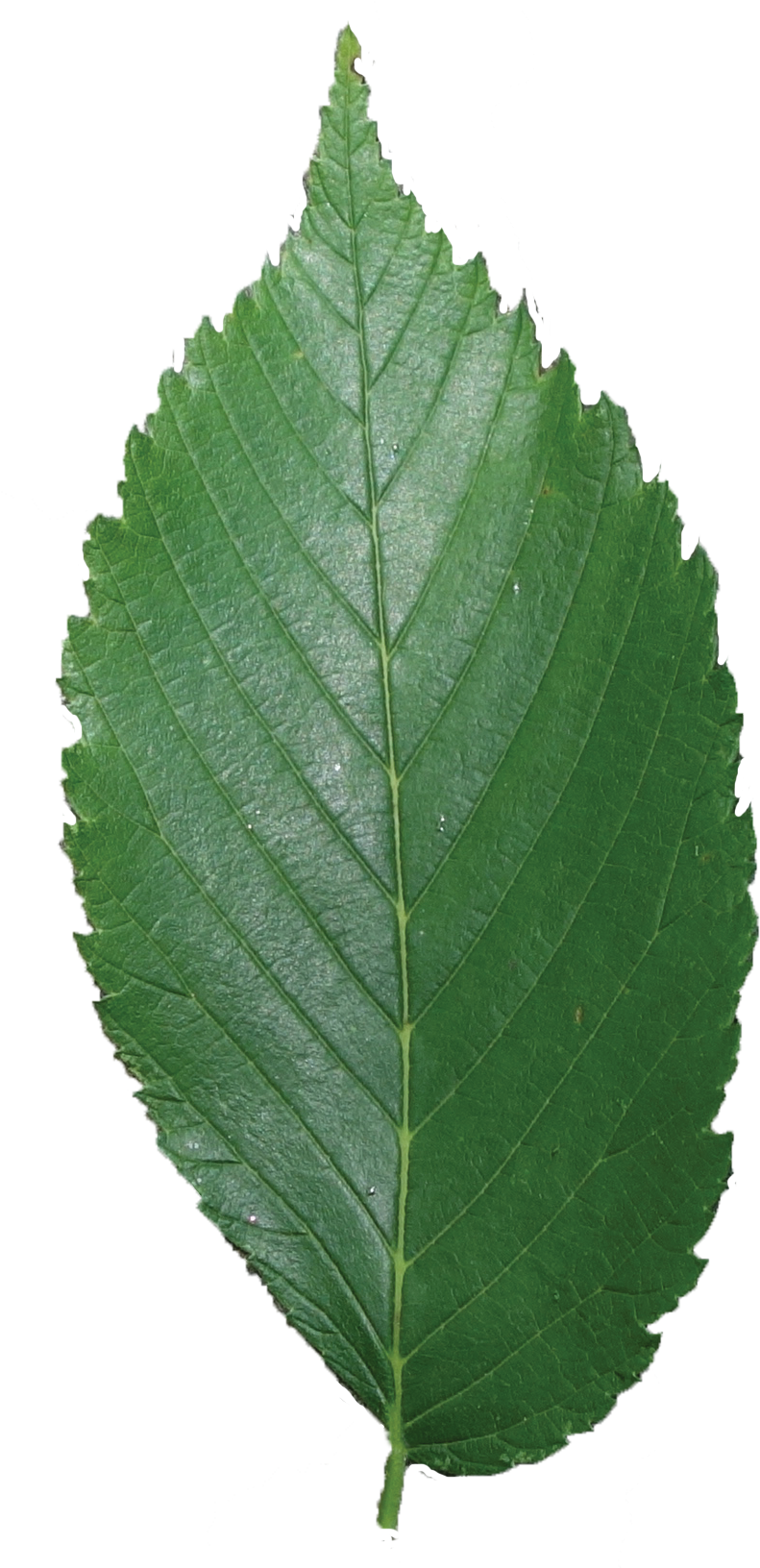 American Elm Leaf Png , Png Download Clipart (791x1632), Png Download