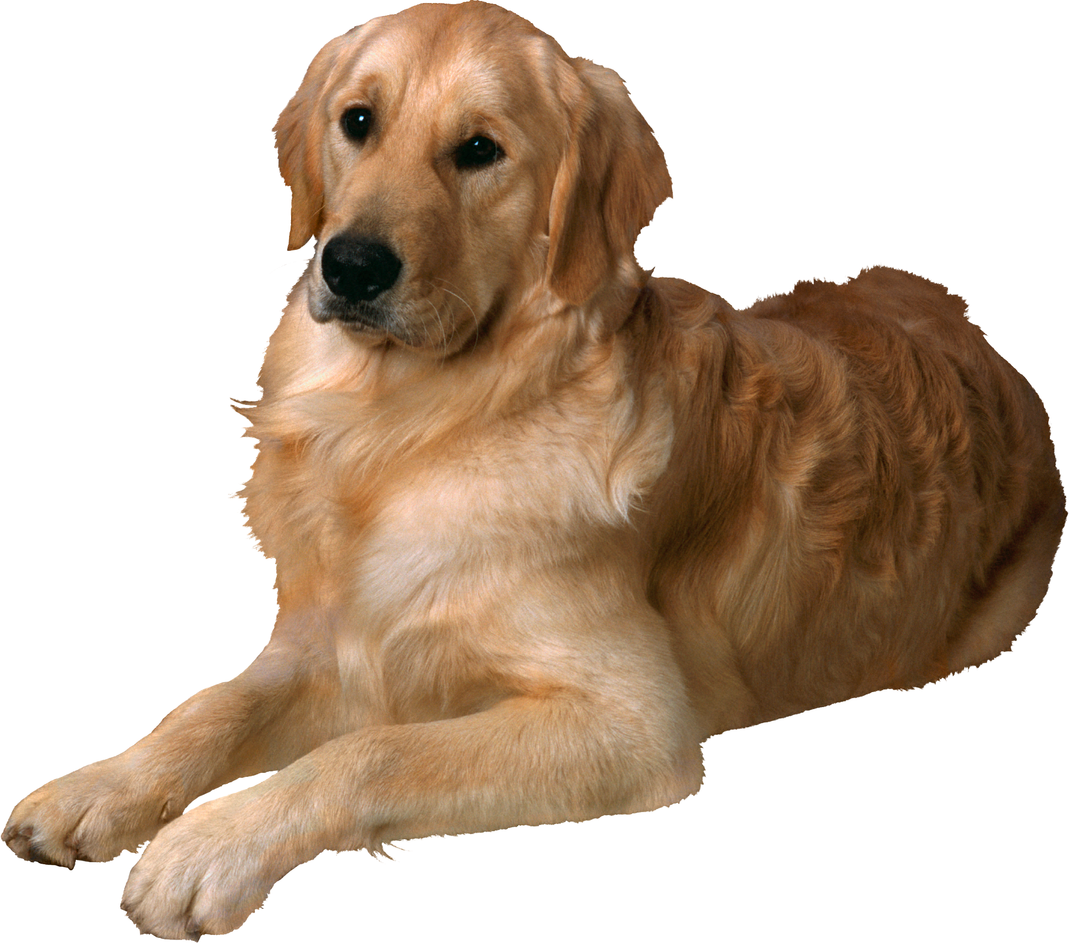 Golden Retriever Png Hd Clipart (2130x1879), Png Download