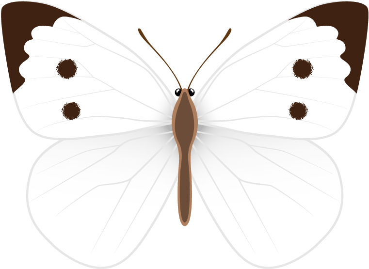 Jpg Black And White Butterfly Clipart - Pieridae - Png Download (816x592), Png Download